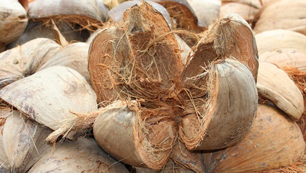 manfaat sabut kelapa untuk tanaman
